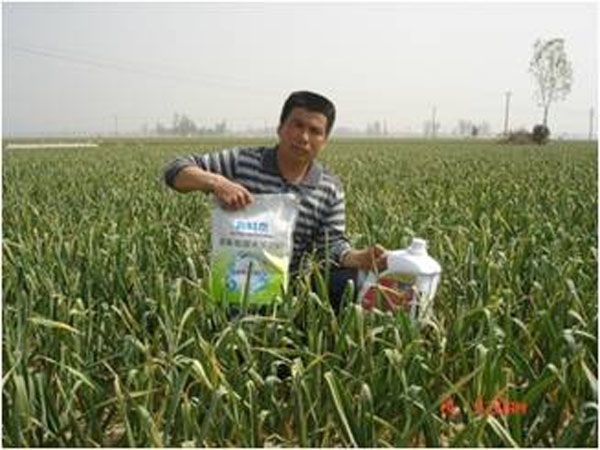 大蒜上的使用现场